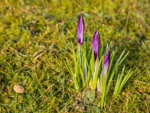 These crocuses are growing straight up!